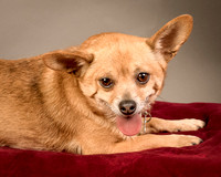 Foster Dobby-8243