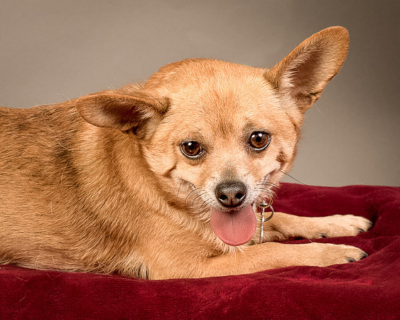 Foster Dobby-8243