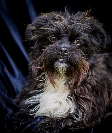 Foster Lady Elaine-8511