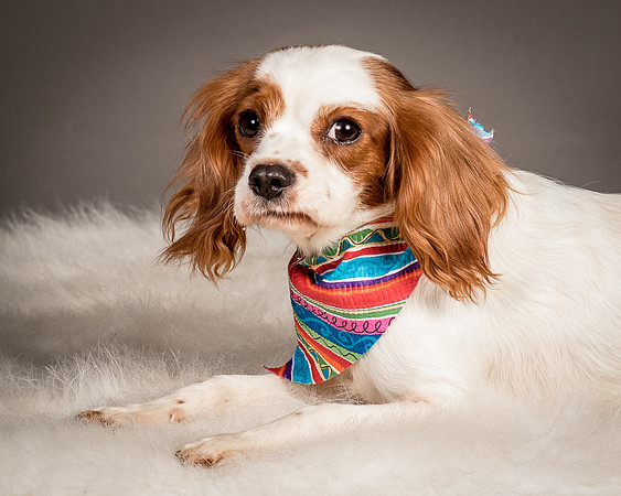 Foster josephina-4093