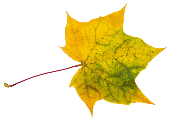 Leaf_45
