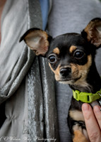 Foster Dandelion-9025
