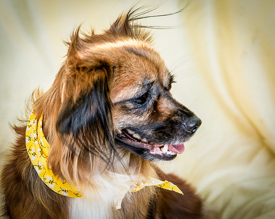 Foster Petunia-9318