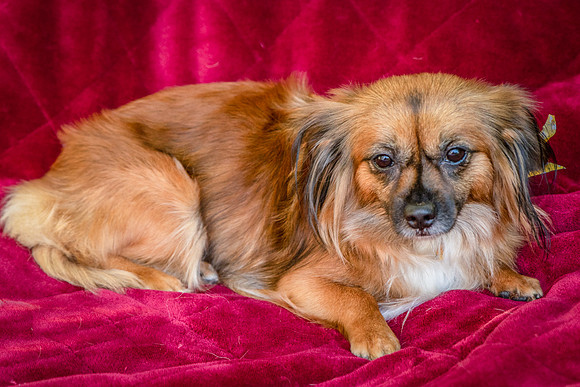 Foster Petunia-9402