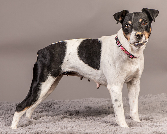 Foster Pollyanna-4002