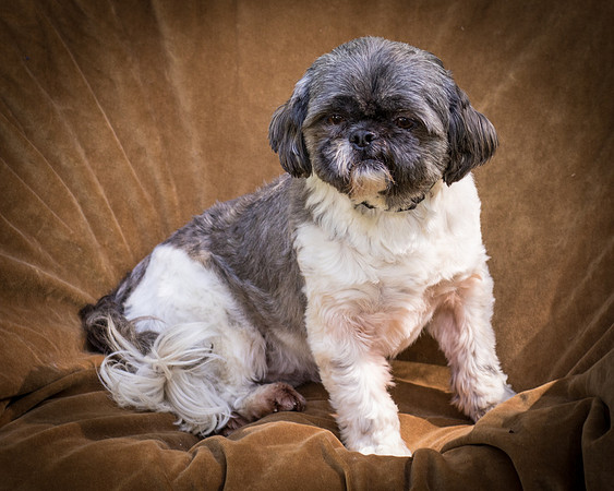 Foster Misha-8390