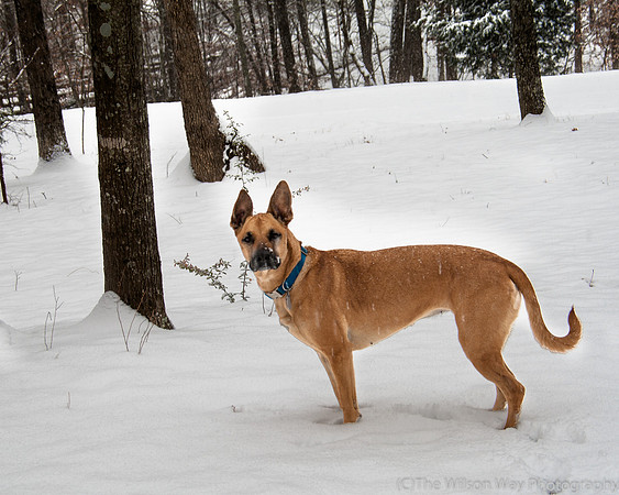Roxy in the snow-4410