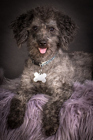 Foster Mokey-1356