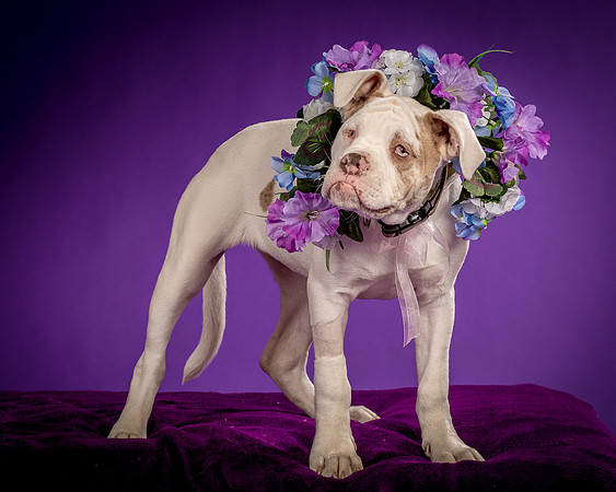 Foster Babette-1605