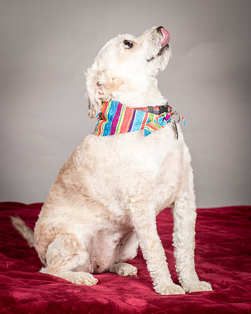 Foster Alma-3295