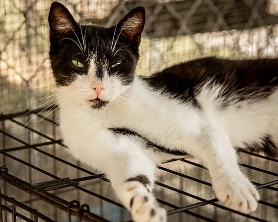 Darlington  Cats-9459