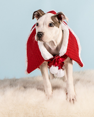Foster Luna-4735