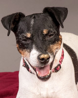 Foster Pollyanna-3812