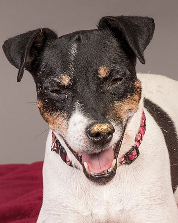 Foster Pollyanna-3812