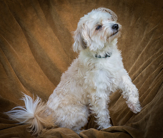 Foster Ricardo-8737