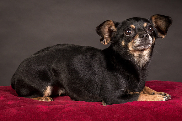 Foster Pansy-9471