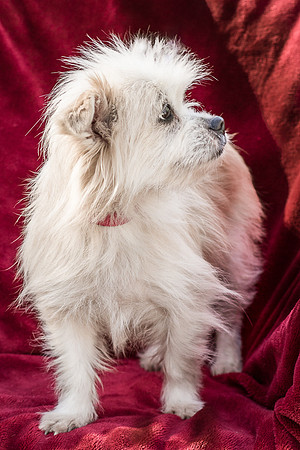 Foster Loni-9318