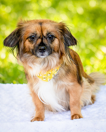Foster Petunia-9216