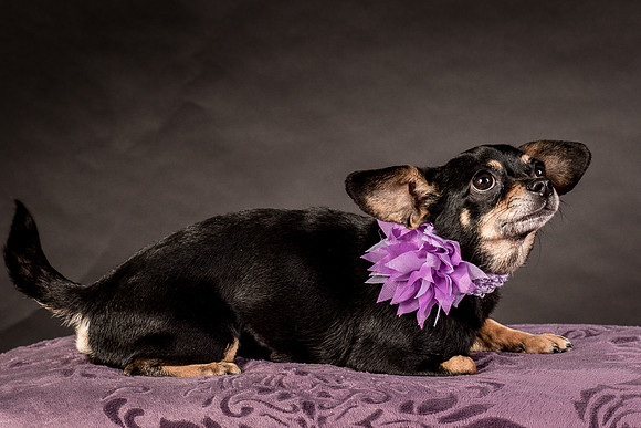 Foster Pansy-9274