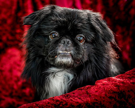 Foster Prince-0945