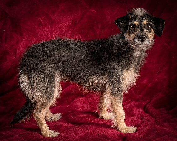 Foster Triscuit-5535