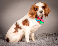 Foster josephina-3713