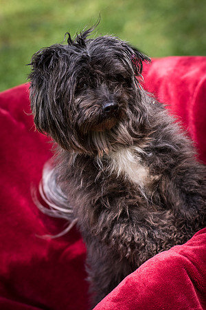 Foster Sammy-8396