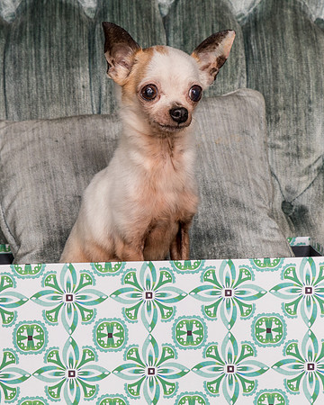 Foster Layla-1321
