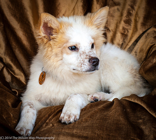 Foster Chai-8849