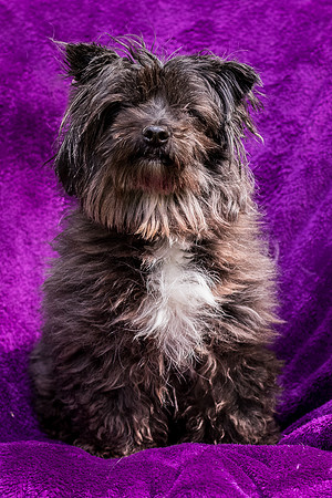 Foster Sammy-8345