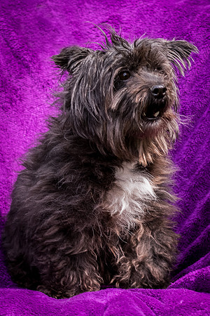 Foster Sammy-8327