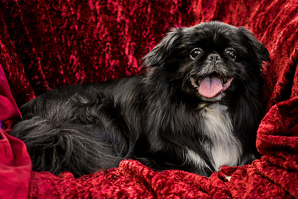 Foster Prince-0905