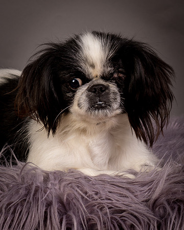 Foster Gypsy Rose-7887
