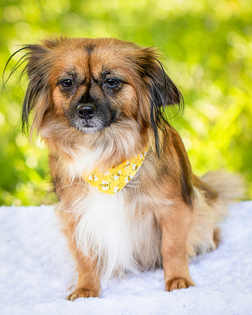 Foster Petunia-9223