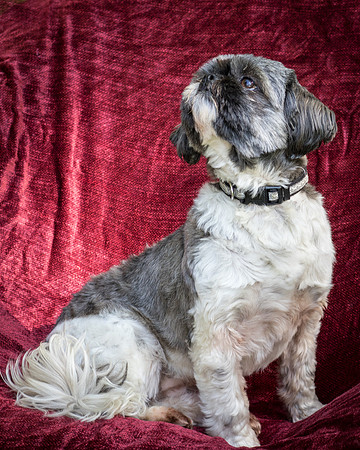 Foster Misha-8417