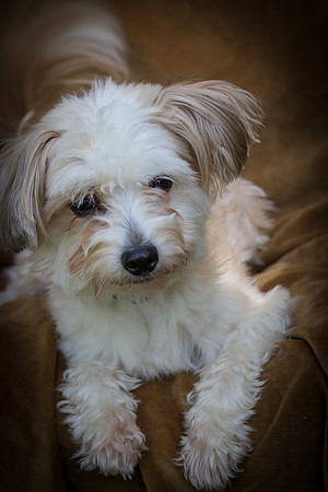 Foster Ricardo-8781