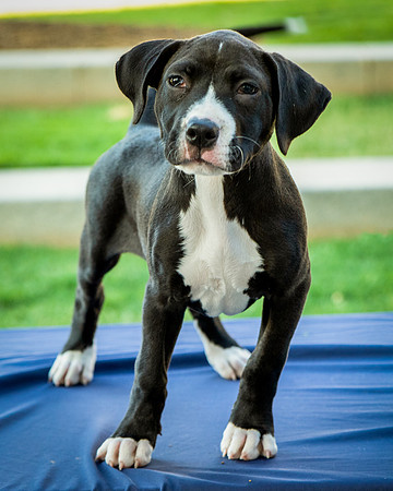 Foster Lola-9940