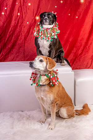 Annie n Coco-2482