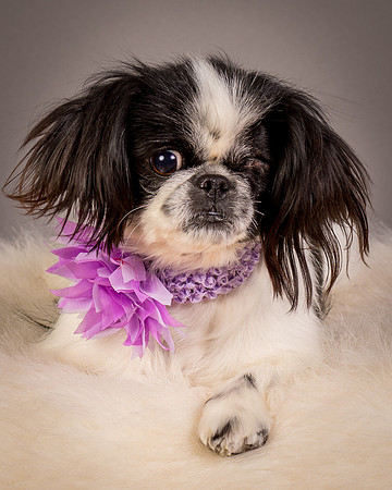 Foster Gypsy Rose-7947