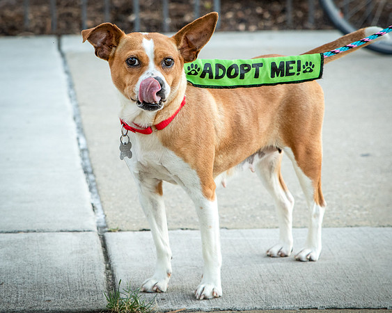 Foster Posie-0161