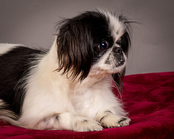 Foster Gypsy Rose-7773