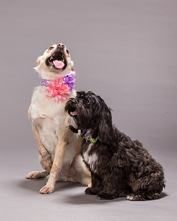 Maggie and Henry-7302