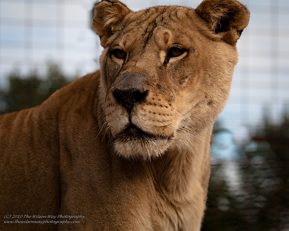 Suzies Pride-2288