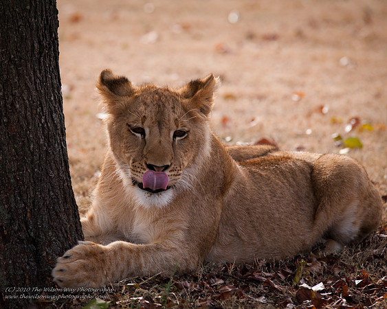 Suzies Pride-2144
