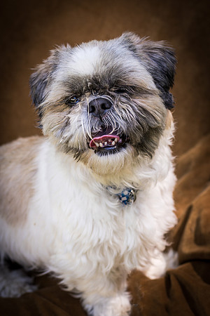 Foster Queenie-8383