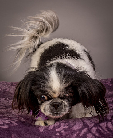 Foster Gypsy Rose-7988