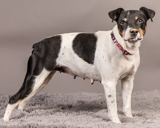 Foster Pollyanna-4005