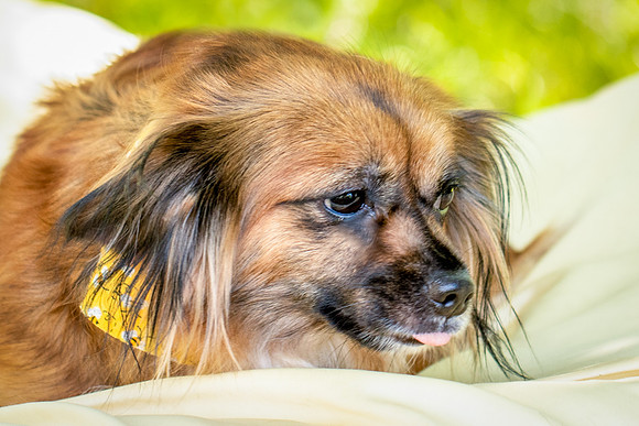 Foster Petunia-9236