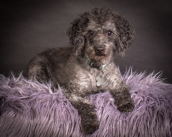 Foster Mokey-1332
