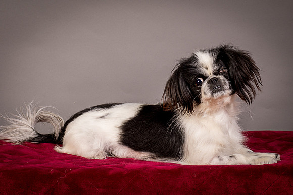 Foster Gypsy Rose-7733